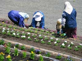 タンポポ公園の花壇を毎年整備しています