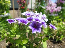 タンポポ公園の花壇を毎年整備しています